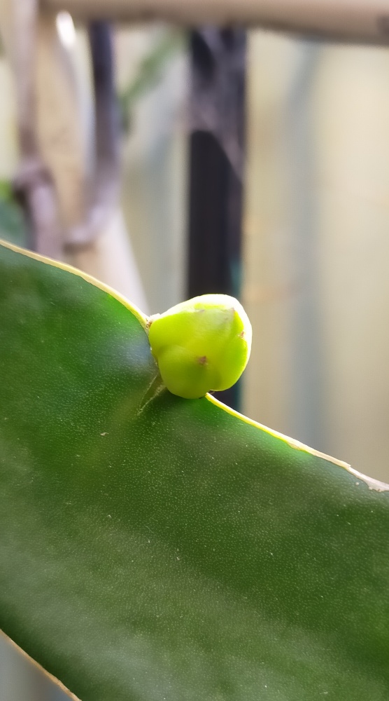 Small buds